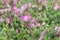 Close-up of the flowers of Spiny Restharrow (Ononis Spinosa, s. procurrens)