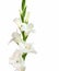 Close-up of flowers on a stem of beautiful gladioli on a white background