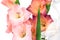 Close-up of a flowers on a stem of beautiful gladioli on a white background
