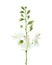 Close-up of flowers Styphnolobium japonicum isolated on white background