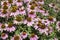 Close up flowers on a sunny summer day, Natural background -- Echinacea