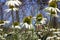 Close up flowers on a sunny summer day, Natural background -- Rudbeckia