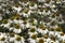 Close up flowers on a sunny summer day, Natural background -- Rudbeckia