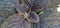 close-up of flowers with unique textured leaves