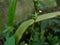 Close-up flowers of urang aring plant (Eclipta prostrata)