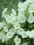 Close up flowers of white petunias