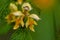 Close-up flowers of yellow archangel on green background