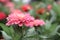 Close-up Flowers of Zinnia.