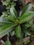 .A close-up of a flowery plant in the yard of the house