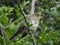 Close up of fluffy blackcap bird sitting on a leafy branch