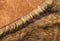 Close-up of a fluffy dark brown faux fur fabric with a background texture