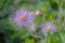 Close-up of fluffy fruit of withered Pasqueflower (Pulsatilla vulagaris).