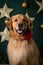 Close up of a fluffy Golden Retriever with a rose collar posing in front of a Christmas bulb wall