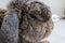 Close-up fluffy head of senior rabbit