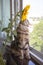 Close-up fluffy kitten Maine Coon sitting on the windowsill next to a vase of sunflowers on the kitchen table