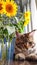 Close-up fluffy kitten Maine Coon sitting on the windowsill next to a vase of sunflowers on the kitchen table