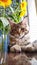 Close-up fluffy kitten Maine Coon sitting on the windowsill next to a vase of sunflowers on the kitchen table