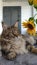 Close-up fluffy Maine Coon cat sitting on windowsill next to vase of sunflowers on kitchen table