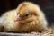 close-up of fluffy newborn chick, its eyes still closed