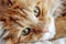 close-up of a fluffy orange cat\\\'s face