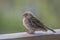 Close Up Fluffy Orange House Finch on Railing with Green Background