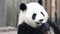 Close up Fluffy Panda , Chengdu, China
