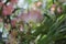 Close-up of fluffy, pastel pink Persian silk tree flowers