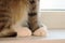 Close up of fluffy paws of brown tabby cat