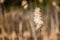 Close up of fluffy seed head of single bullrush