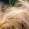 A close up of a fluffy white hair, AI