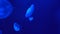 Close-up of fluorescent jellyfish floating in the deep sea, marine life at blue background