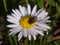 Close-up of a fly on a daisy