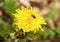 Close up of fly on dandelion