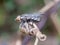 Close up of a fly insect on a twisted plant. Blurred background.