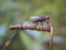 Close up of a fly insect on a twisted plant. Blurred background.