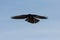 Close-up flying alpine chough bird pyrrhocorax graculus