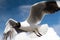 Close up of a flying Andean Gull