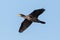 Close-up flying isolated cormorant bird phalacrocorax carbo, blue sky