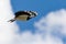 Close-up of flying lapwing on a summer day