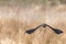 Close-up of flying lapwing on a summer day