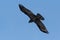 Close-up flying northern raven corvus corax, blue sky, spread wings