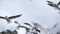 Close-up of flying seagulls against a background of gray rain clouds. Slow motion.