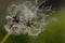 Close-up of the flying seed of the clematis with delicate and filigree hairs against a green and brown background