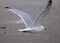 Close Up Of A Flying Silver Gull At The North Sea Coast In Borkum East Frisia Germany