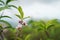 Close up focus on the pink blossom flower on the hill of MON JAM valley, Chiang Mai,Thailand.