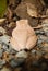 Close up and focus Shrub frog, Polypedates leucomystax, Tree frog / type of fog in nature