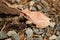 Close up and focus Shrub frog, Polypedates leucomystax, Tree frog / type of fog in nature