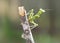 Close-up Focus Stacked Image of a Carolina Praying Mantid Looking at You