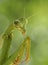 A Close-up Focus Stacked Image of a Carolina Praying Mantis