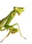 A Close-up Focus Stacked Image of a Carolina Praying Mantis